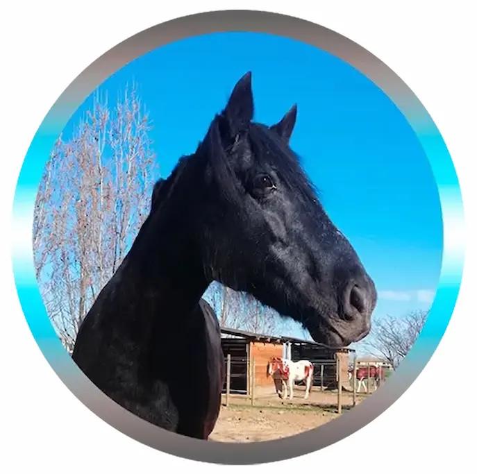 Réservation – séance énergétique pour votre cheval