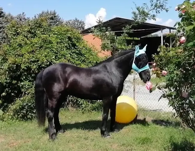 Le cheval Arrow avec un poil brillant et une peau apaisée en juin 2021