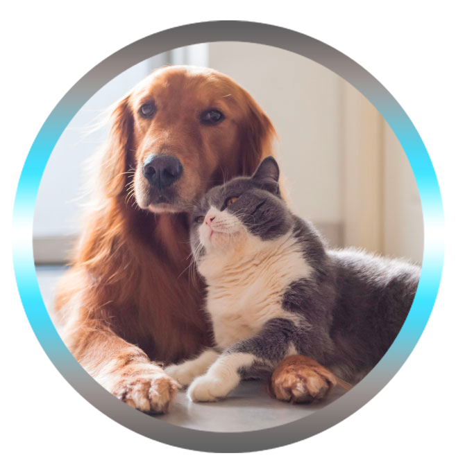 soins energétiques animaux chien et chat