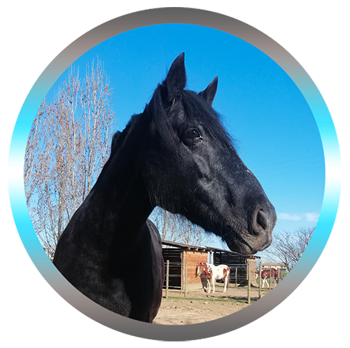 soins energétiques cheval (arrow)