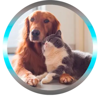 Chien et chat, animaux de compagnie