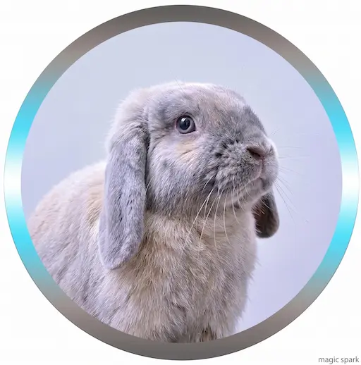Lapin bélier