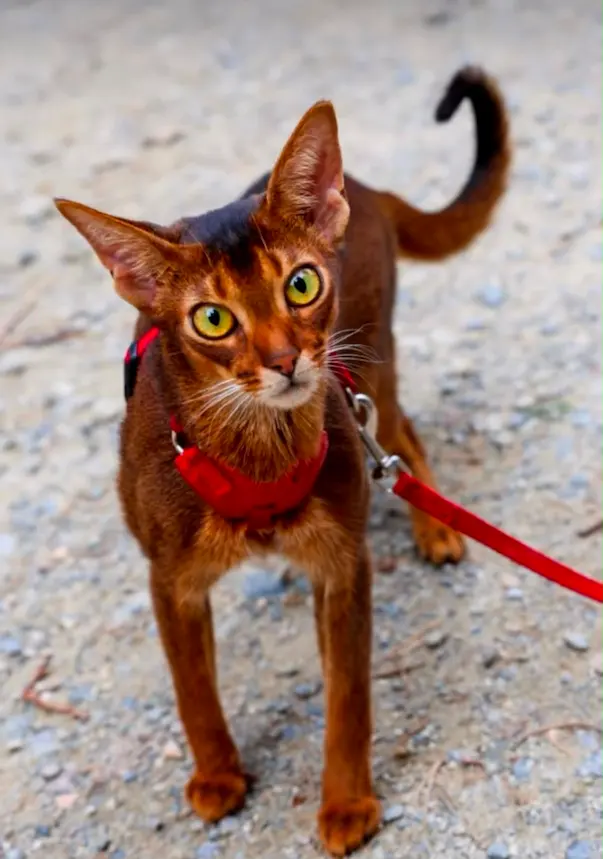 Naïa, jeune chatte portant un harnais rouge pendant sa récupération après une intoxication
