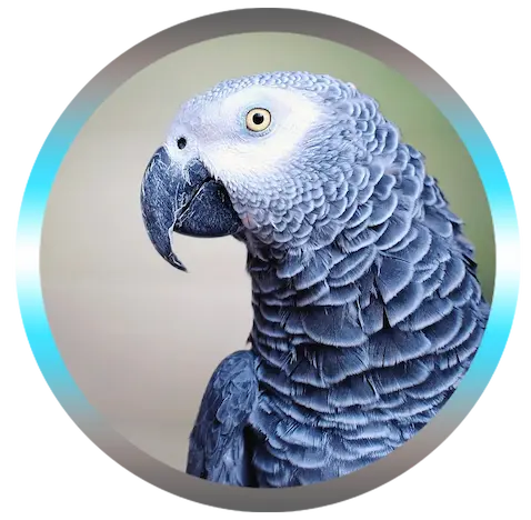 Perroquet, animal de compagnie