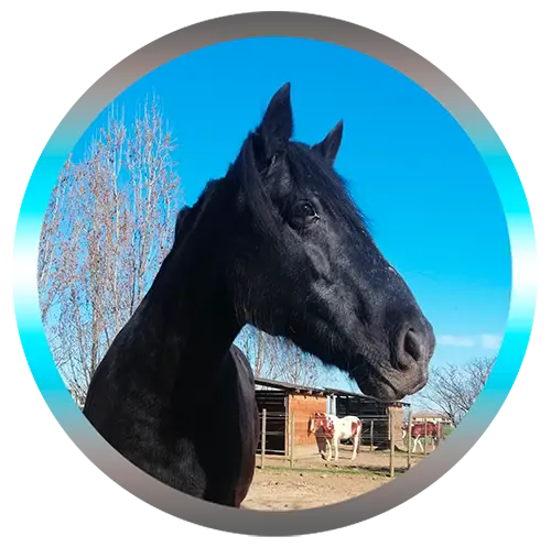 soins energétiques pour cheval avec Arrow