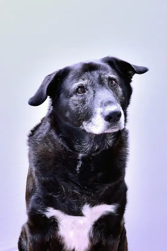 Soin énergétique pour chien avec Dadou à La Voie de Lumière.
